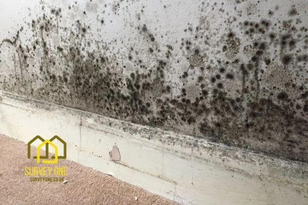 What’s the First Step to Take When You Notice Damp on a Party Wall Norwich?
